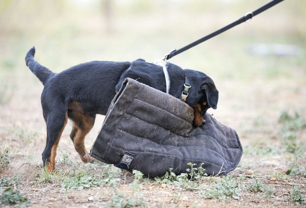 Your Ultimate Guide to Installing a Smartphone-Controlled Smart Home Security System